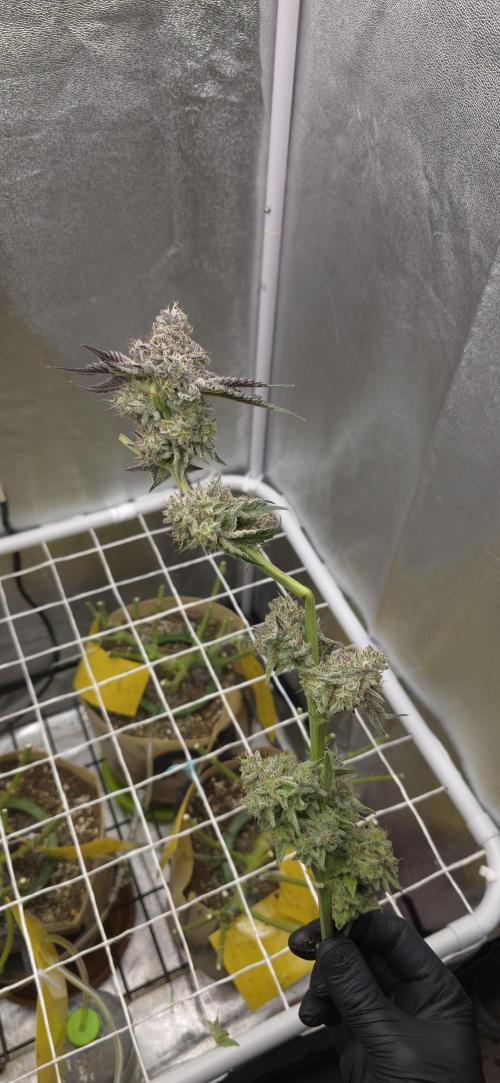 Wrank R2 microgrower's pheno-hunting. Week 15