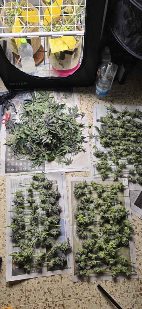 Wrank R2 microgrower's pheno-hunting. Week 15
