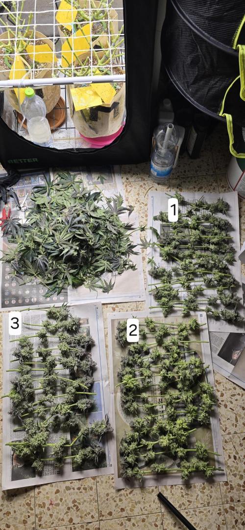 Wrank R2 microgrower's pheno-hunting. Week 15