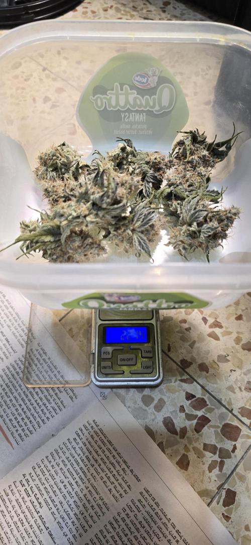 Wrank R2 microgrower's pheno-hunting. Week 15