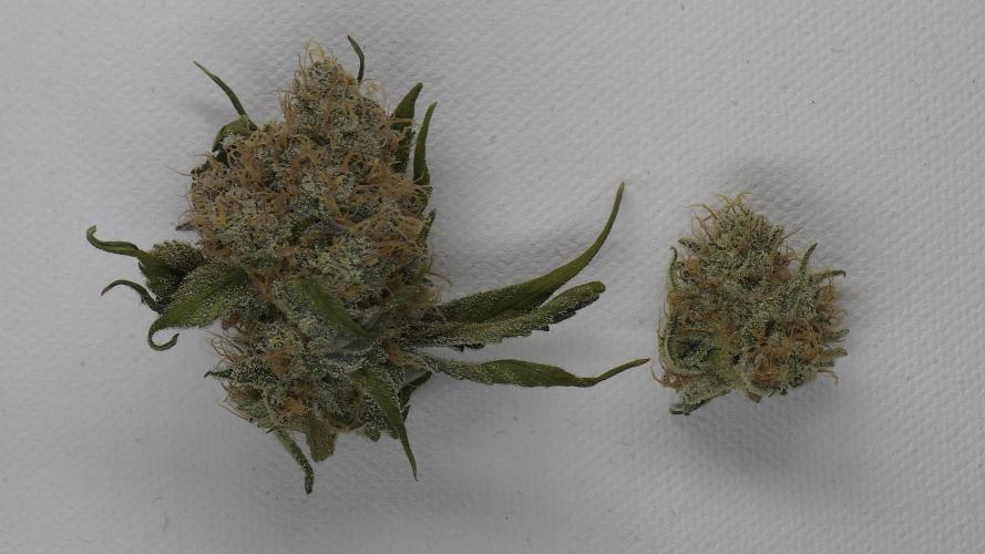 Wrank R2 microgrower's pheno-hunting. Week 15