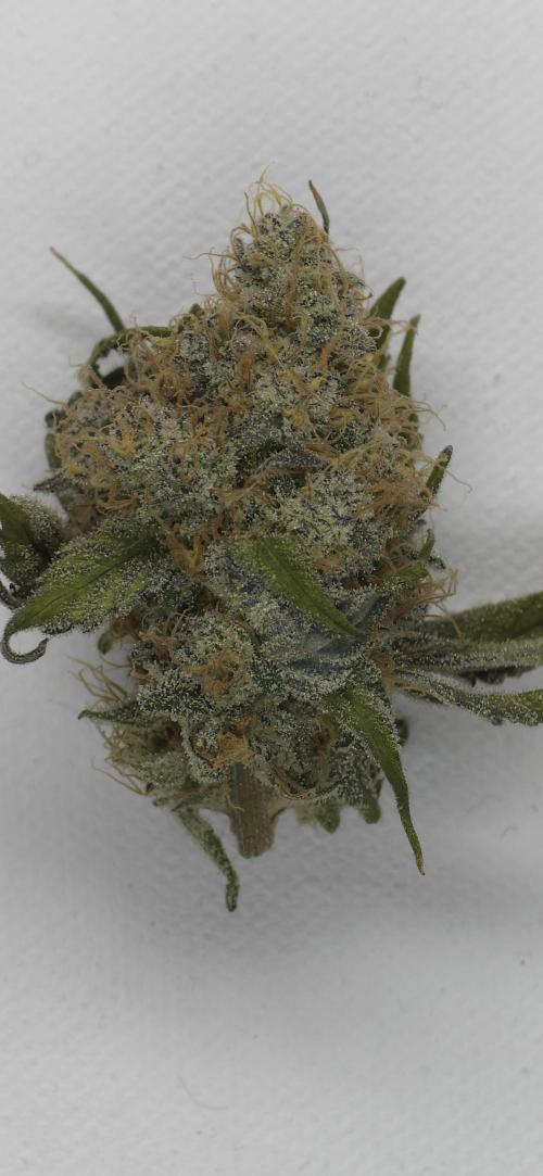 Wrank R2 microgrower's pheno-hunting. Week 15
