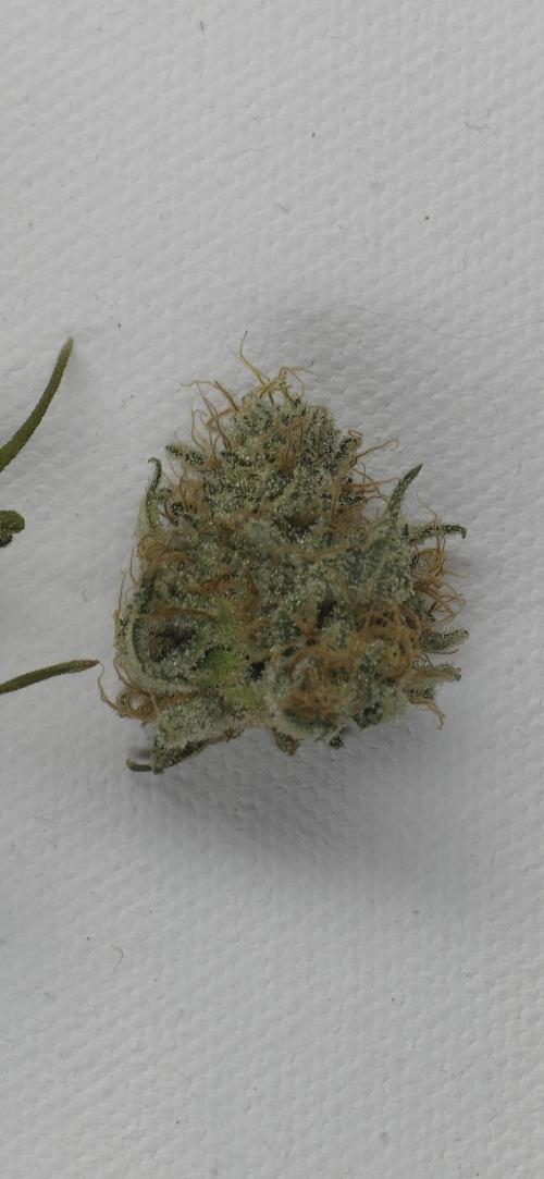 Wrank R2 microgrower's pheno-hunting. Week 15