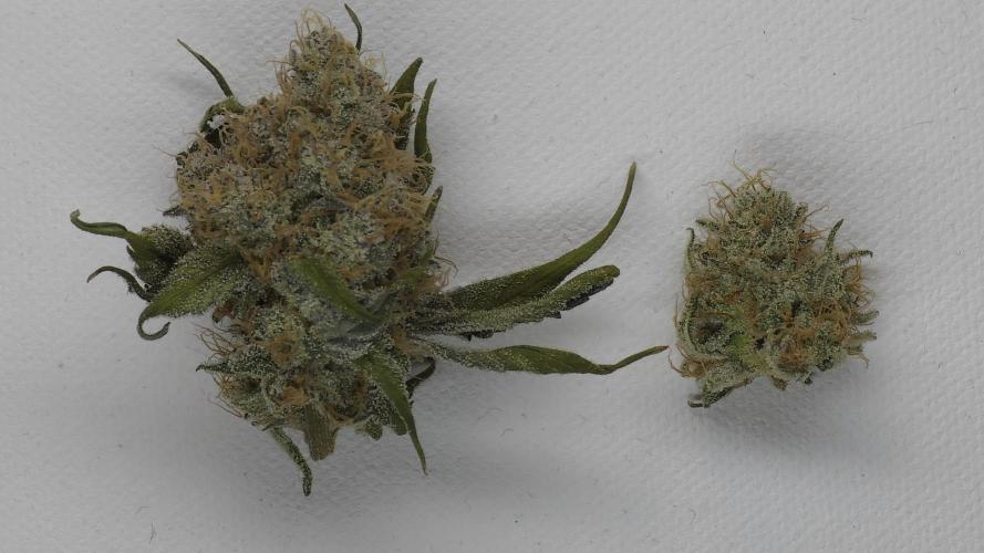 Wrank R2 microgrower's pheno-hunting. Week 15