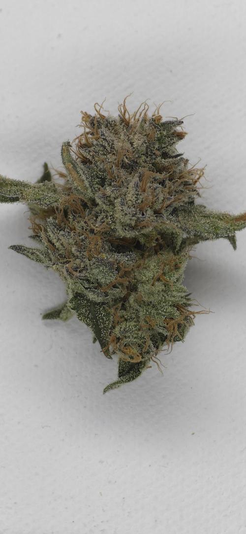 Wrank R2 microgrower's pheno-hunting. Week 15