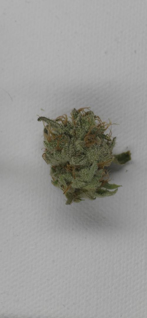 Wrank R2 microgrower's pheno-hunting. Week 15