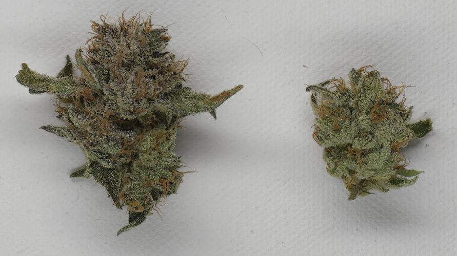 Wrank R2 microgrower's pheno-hunting. Week 15