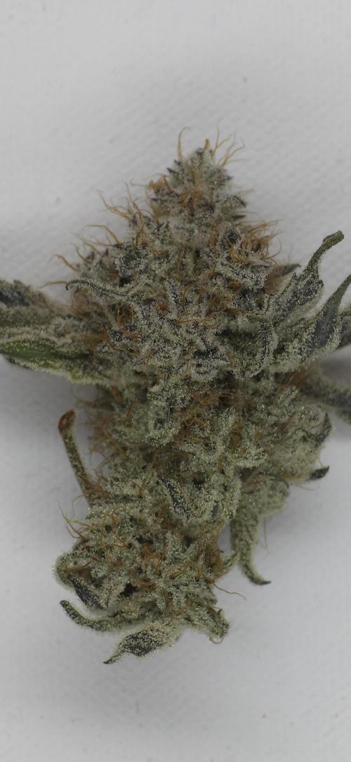 Wrank R2 microgrower's pheno-hunting. Week 15