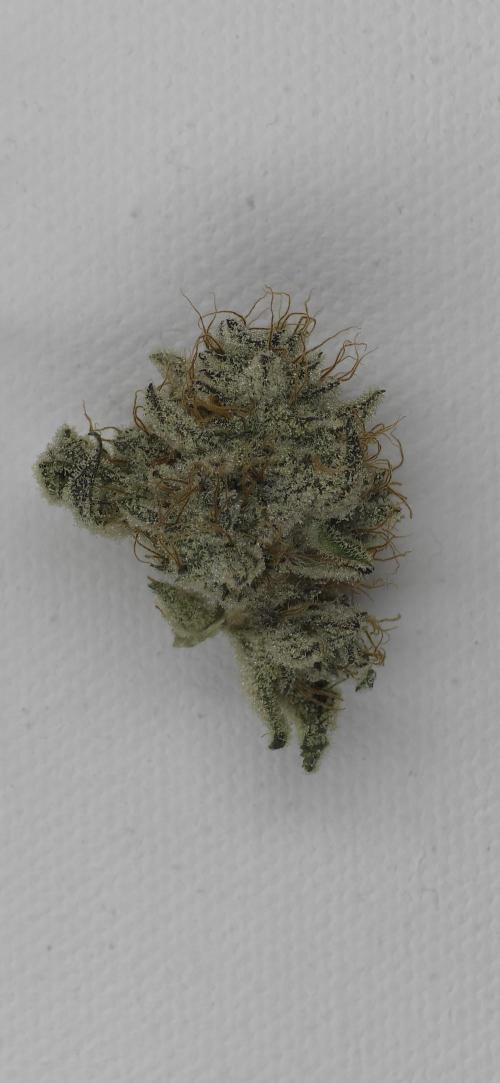 Wrank R2 microgrower's pheno-hunting. Week 15