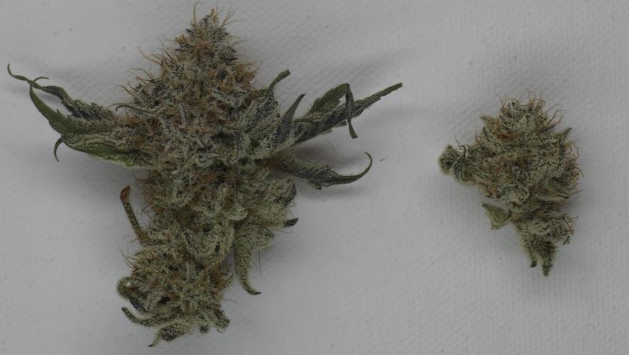 Wrank R2 microgrower's pheno-hunting. Week 15