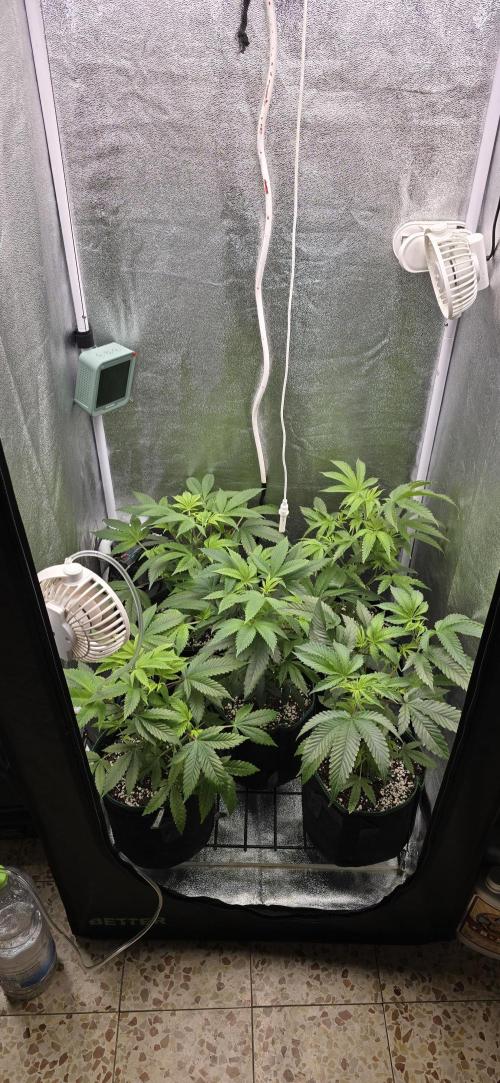 Wrank R2 microgrower's pheno-hunting. Week 16