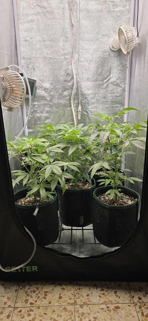 Wrank R2 microgrower's pheno-hunting. Week 16