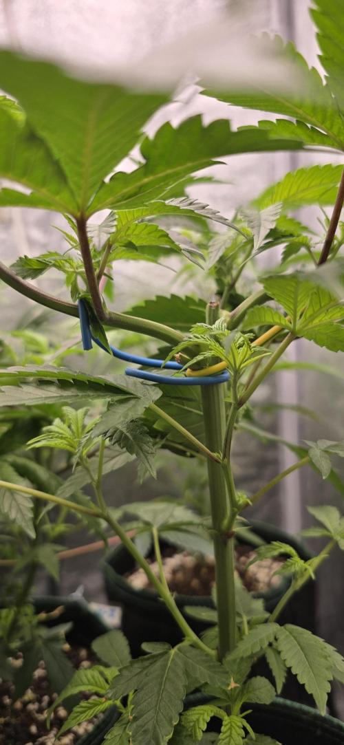 Wrank R2 microgrower's pheno-hunting. Week 16