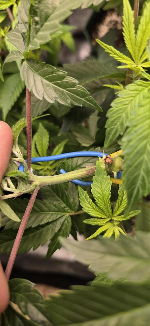 Wrank R2 microgrower's pheno-hunting. Week 16