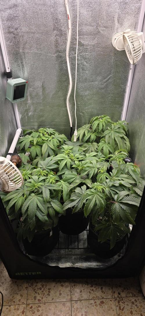 Wrank R2 microgrower's pheno-hunting. Week 17