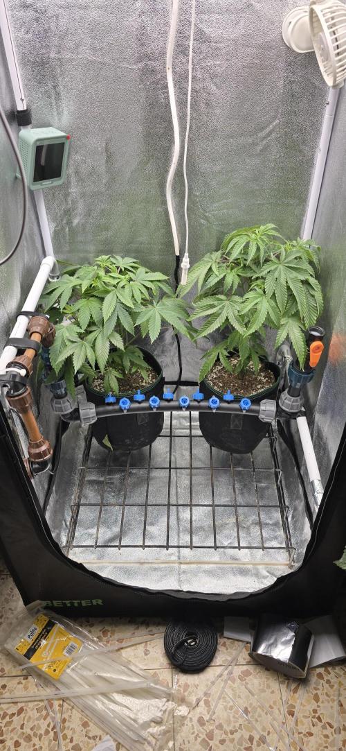 Wrank R2 microgrower's pheno-hunting. Week 17