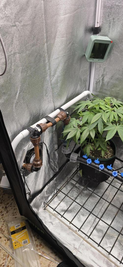 Wrank R2 microgrower's pheno-hunting. Week 17
