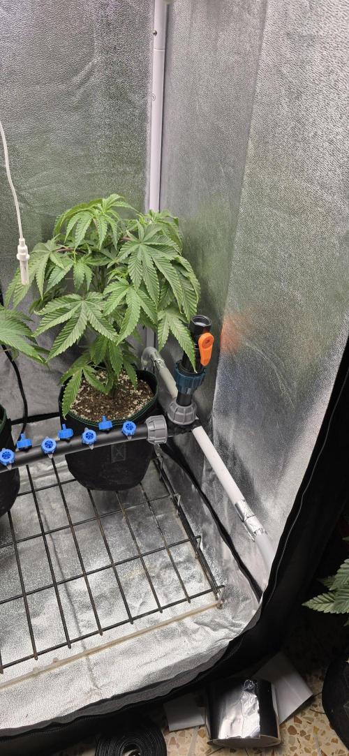 Wrank R2 microgrower's pheno-hunting. Week 17
