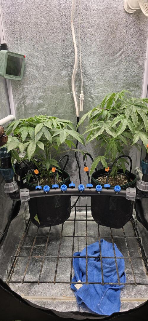Wrank R2 microgrower's pheno-hunting. Week 17