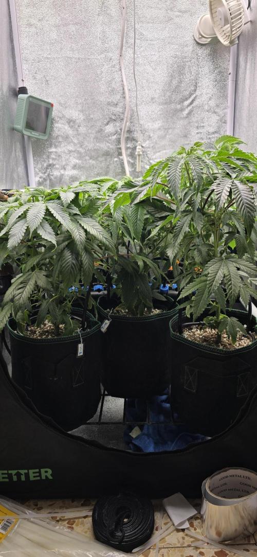 Wrank R2 microgrower's pheno-hunting. Week 17