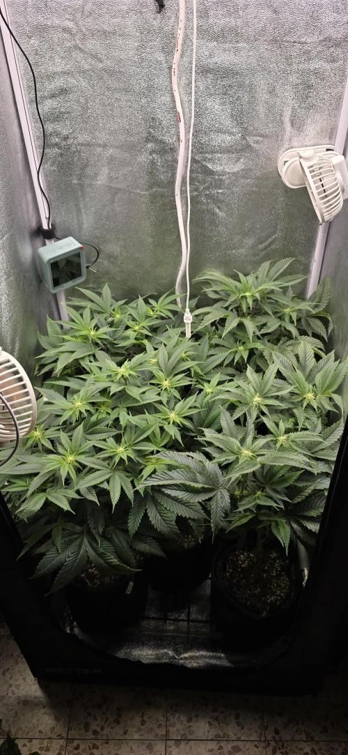 Wrank R2 microgrower's pheno-hunting. Week 18