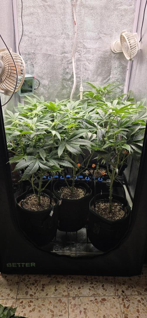 Wrank R2 microgrower's pheno-hunting. Week 18