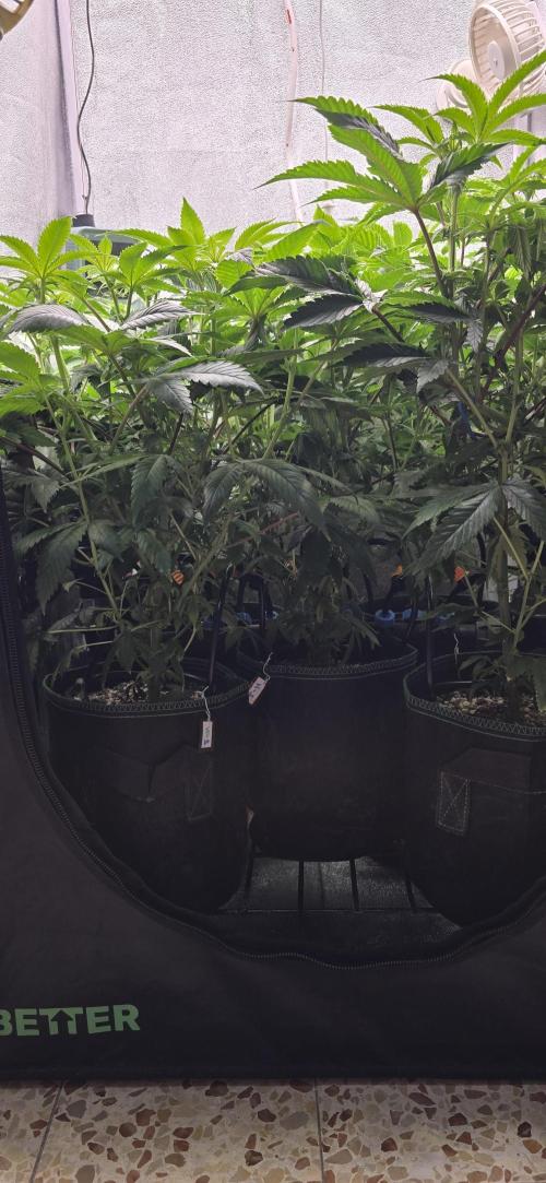 Wrank R2 microgrower's pheno-hunting. Week 18