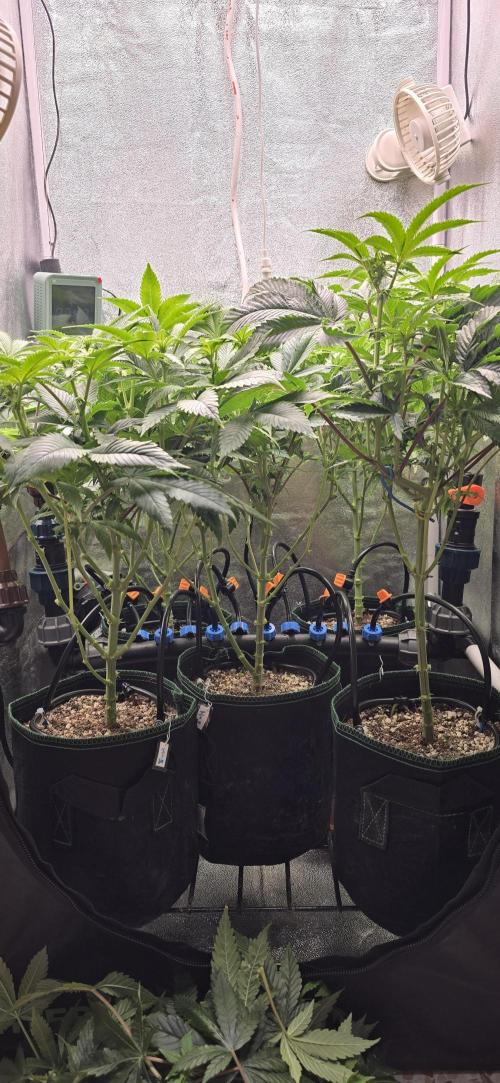 Wrank R2 microgrower's pheno-hunting. Week 18