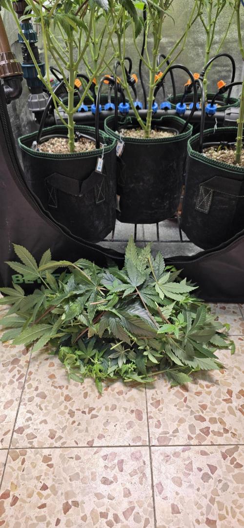 Wrank R2 microgrower's pheno-hunting. Week 18