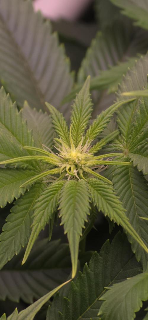 Wrank R2 microgrower's pheno-hunting. Week 18