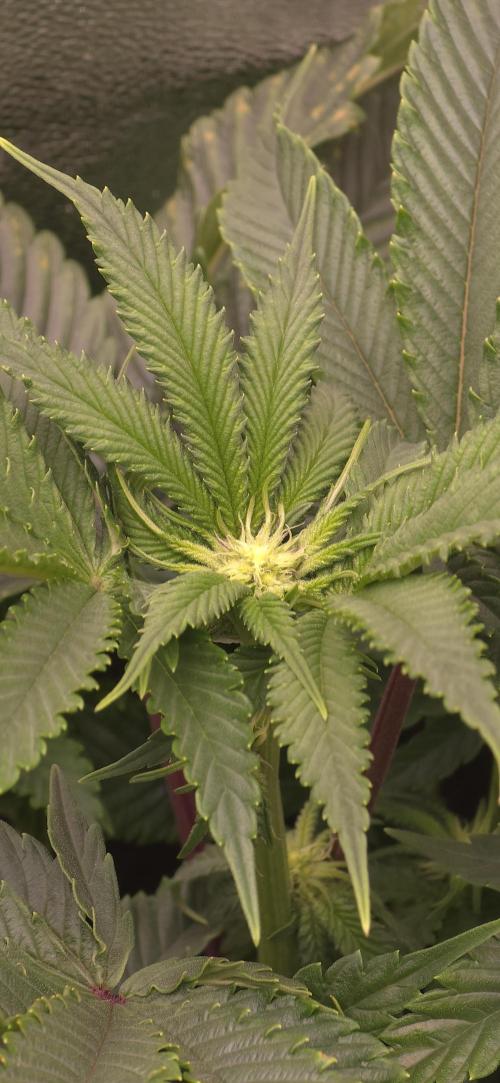 Wrank R2 microgrower's pheno-hunting. Week 18
