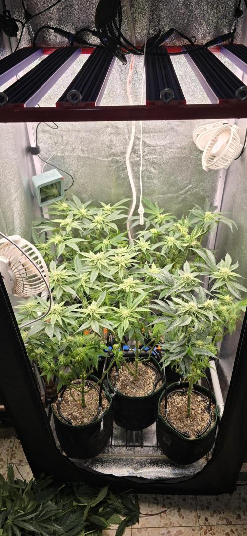 Wrank R2 microgrower's pheno-hunting. Week 19