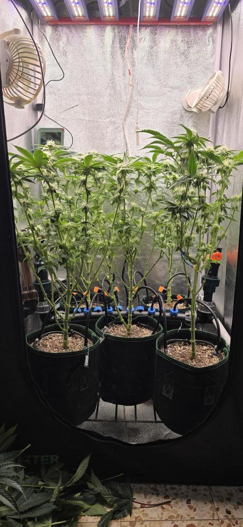Wrank R2 microgrower's pheno-hunting. Week 19