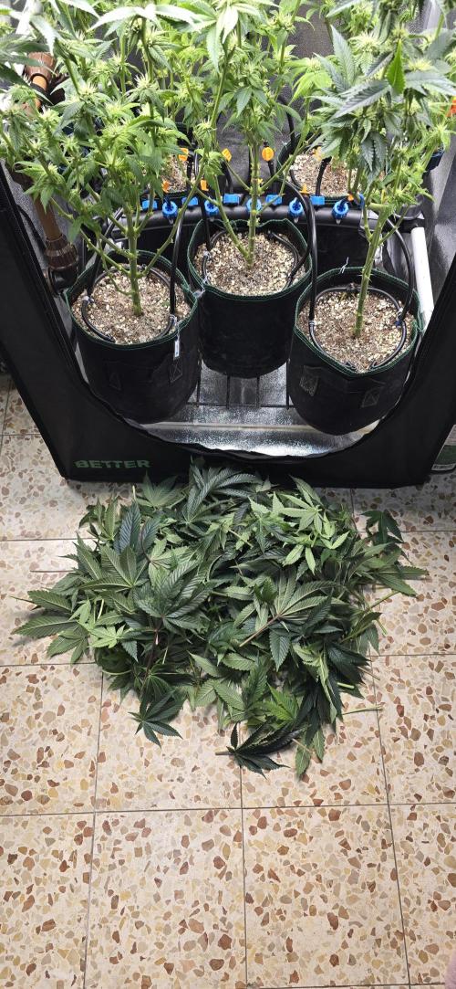 Wrank R2 microgrower's pheno-hunting. Week 19