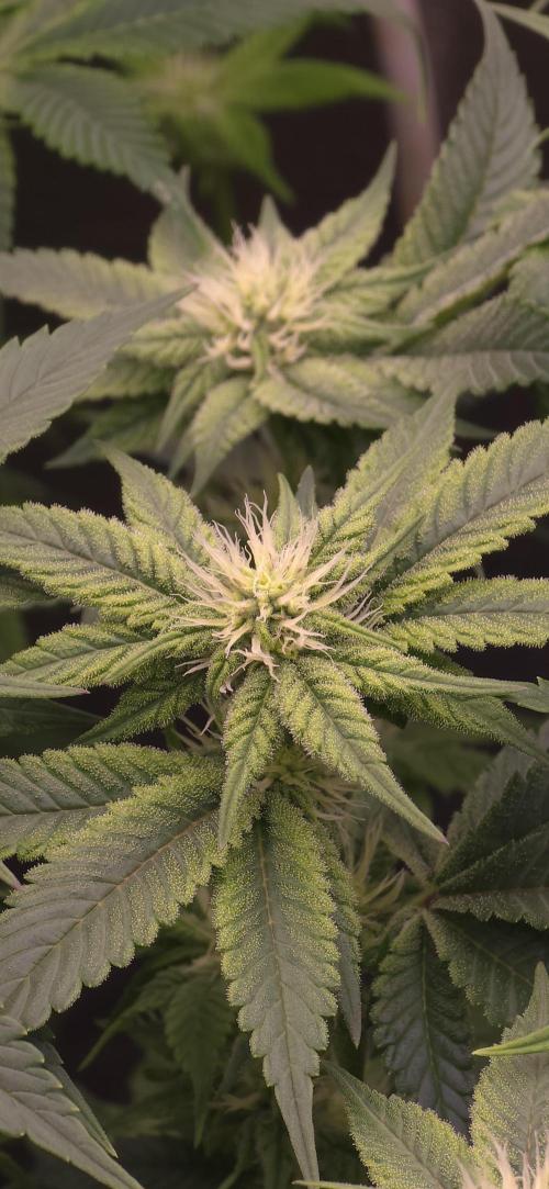 Wrank R2 microgrower's pheno-hunting. Week 19