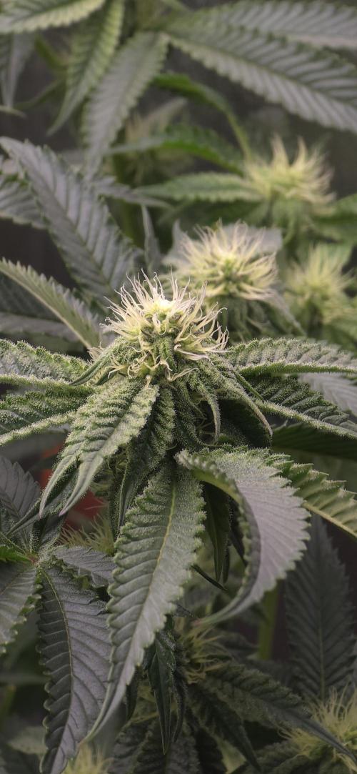 Wrank R2 microgrower's pheno-hunting. Week 19