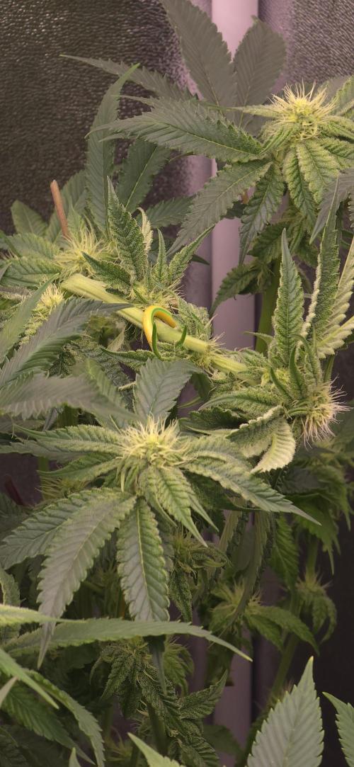 Wrank R2 microgrower's pheno-hunting. Week 19