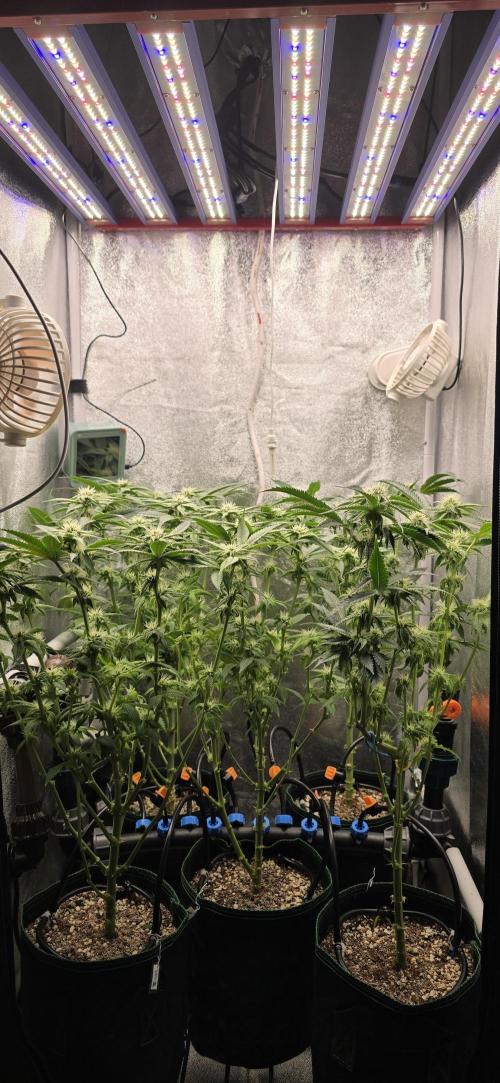 Wrank R2 microgrower's pheno-hunting. Week 19