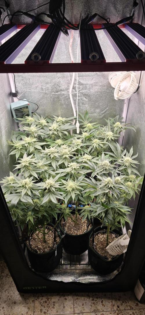 Wrank R2 microgrower's pheno-hunting. Week 20
