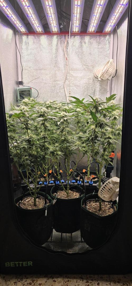 Wrank R2 microgrower's pheno-hunting. Week 20