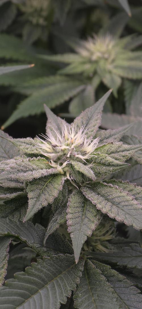 Wrank R2 microgrower's pheno-hunting. Week 20