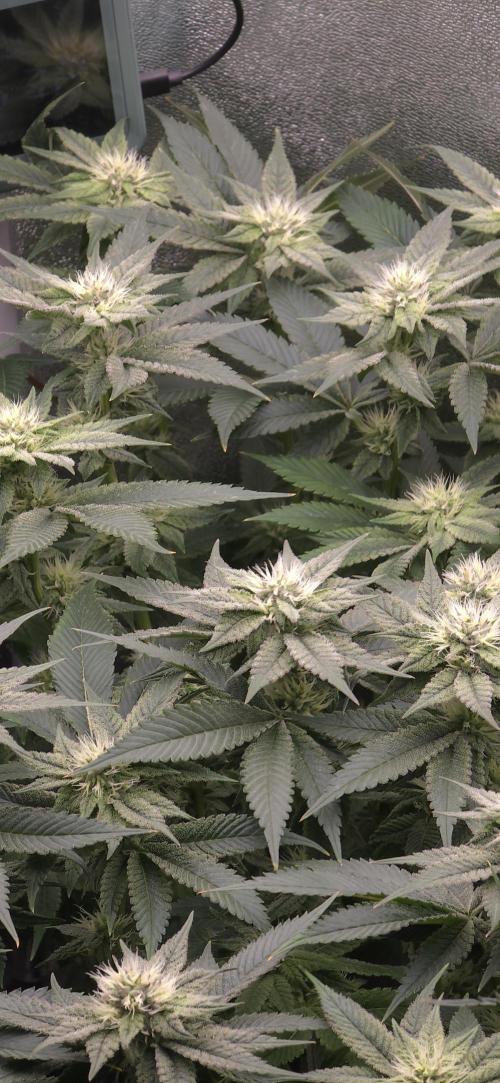 Wrank R2 microgrower's pheno-hunting. Week 20
