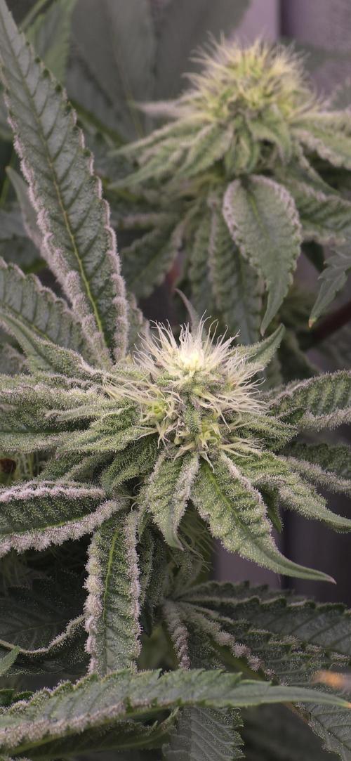 Wrank R2 microgrower's pheno-hunting. Week 20
