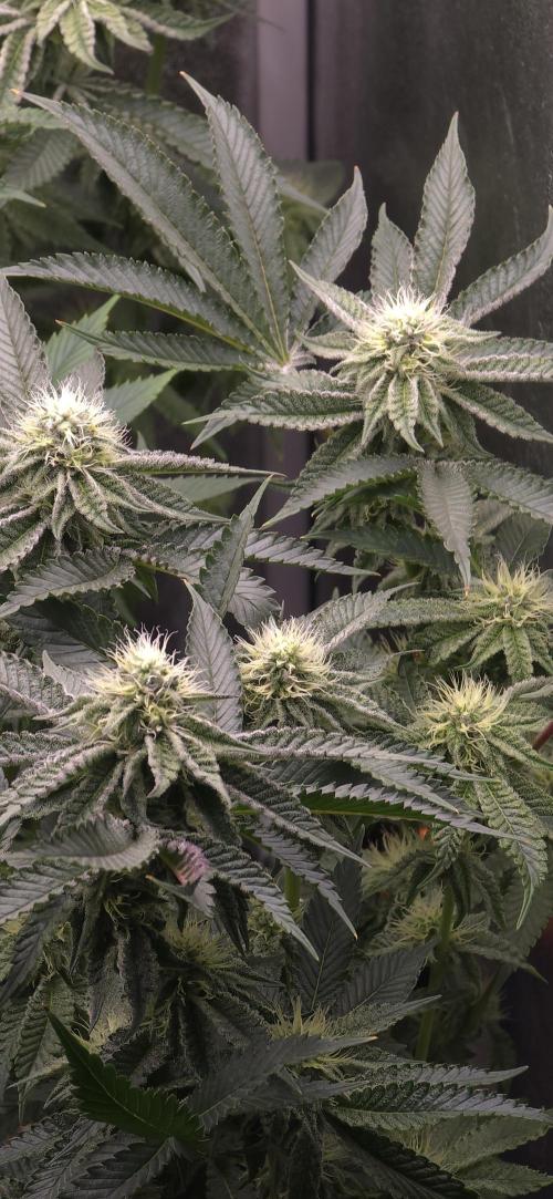 Wrank R2 microgrower's pheno-hunting. Week 20