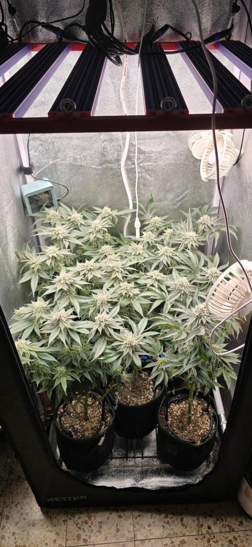 Wrank R2 microgrower's pheno-hunting. Week 21