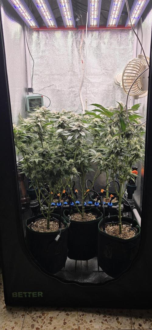 Wrank R2 microgrower's pheno-hunting. Week 21