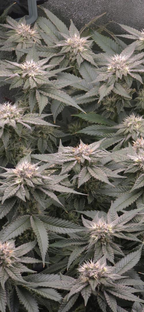 Wrank R2 microgrower's pheno-hunting. Week 21