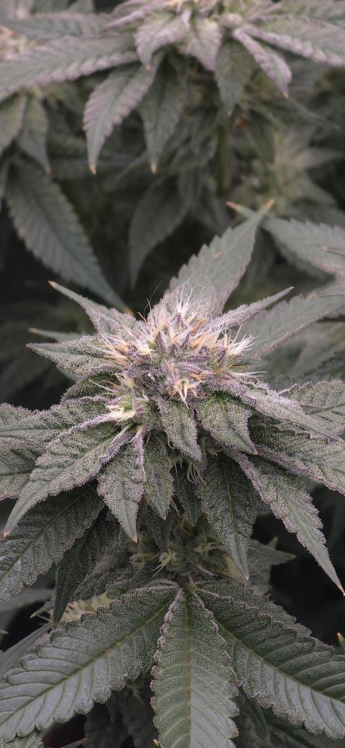 Wrank R2 microgrower's pheno-hunting. Week 21