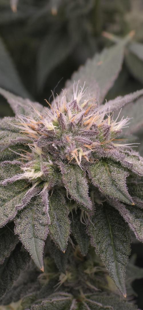 Wrank R2 microgrower's pheno-hunting. Week 21