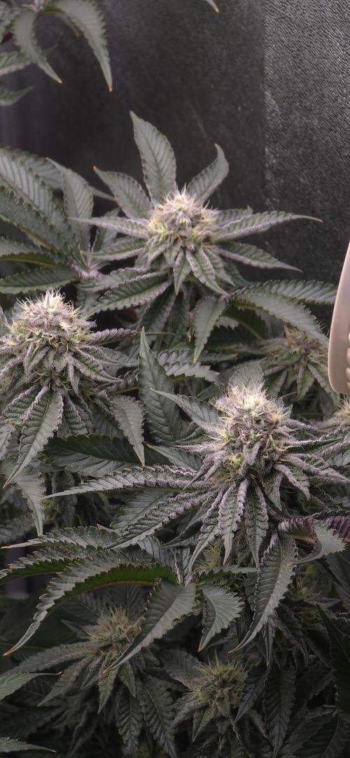 Wrank R2 microgrower's pheno-hunting. Week 21